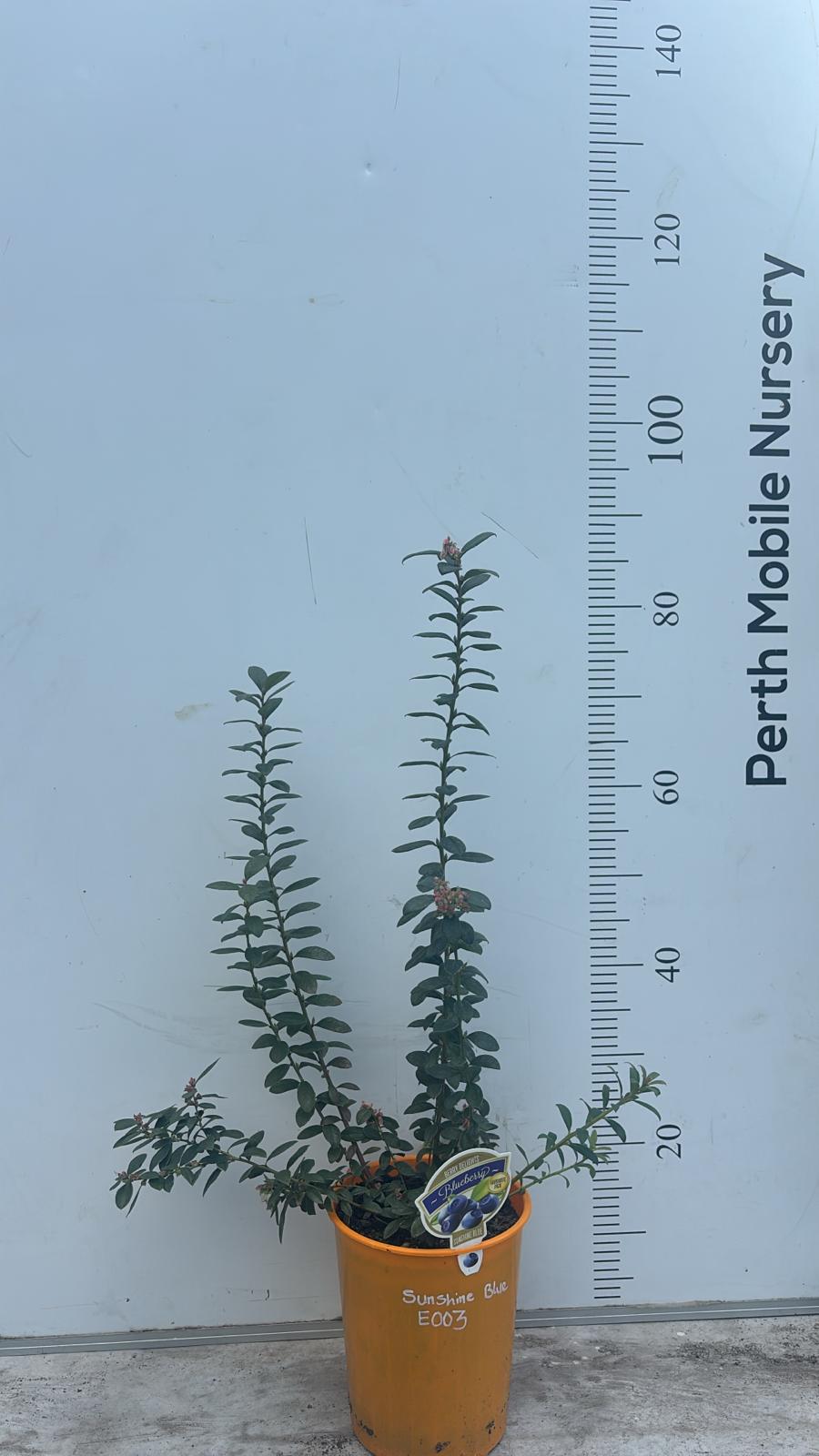 Blueberry Blueberries Bush