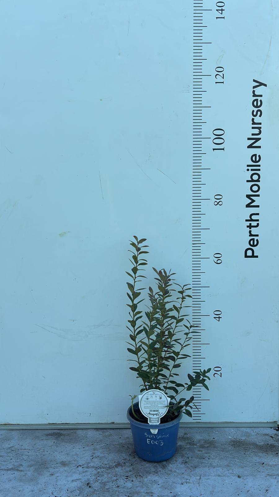 Blueberry Blueberries Bush