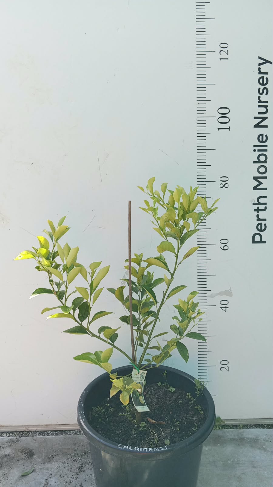 Calamansi Calamondin Fruit Tree