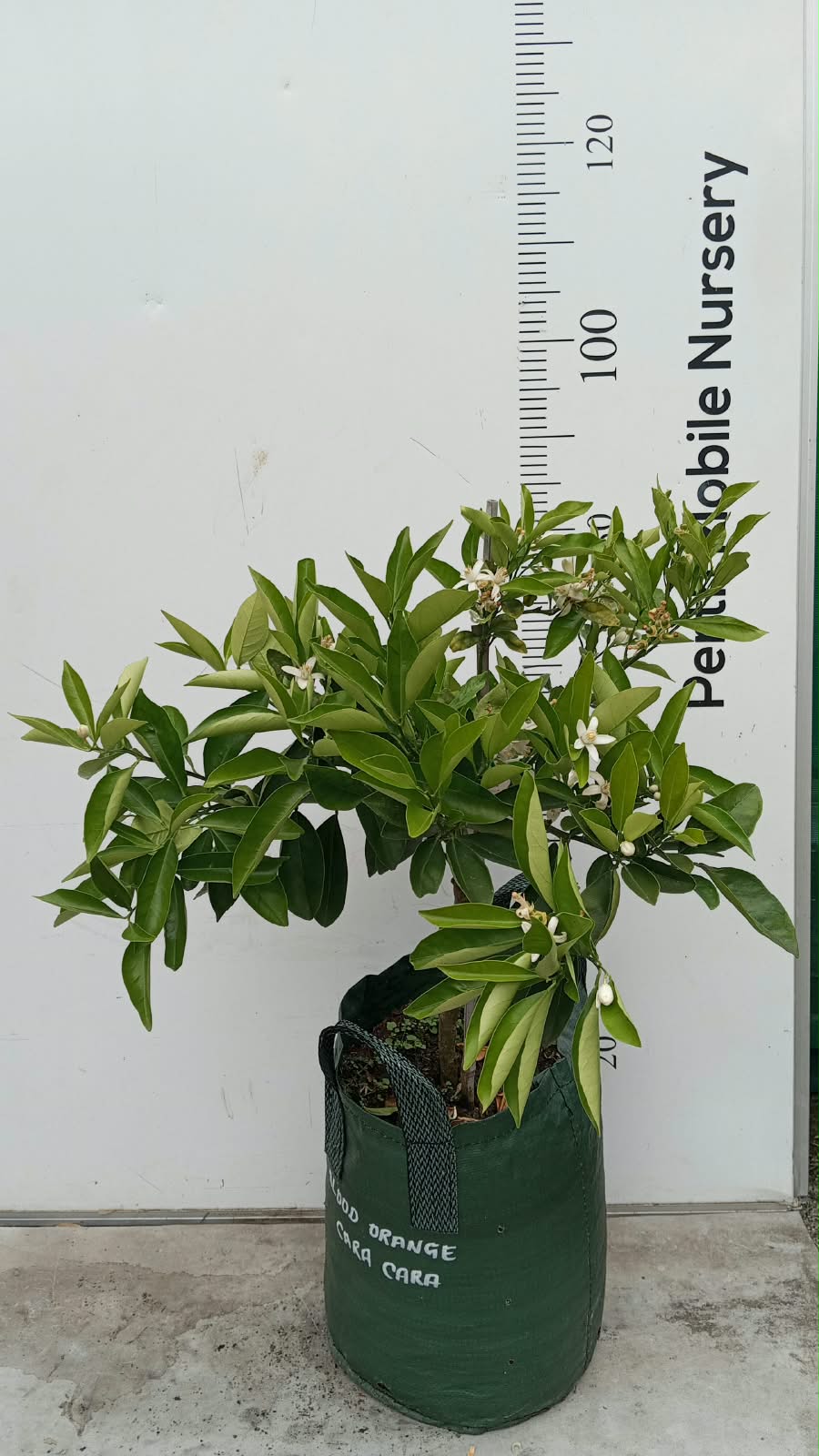 Cara Cara Navel Orange Fruit Tree