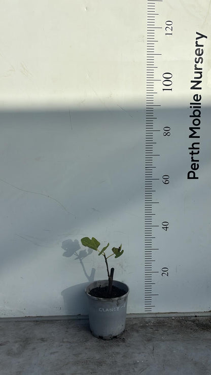 Fig Tree Clancy