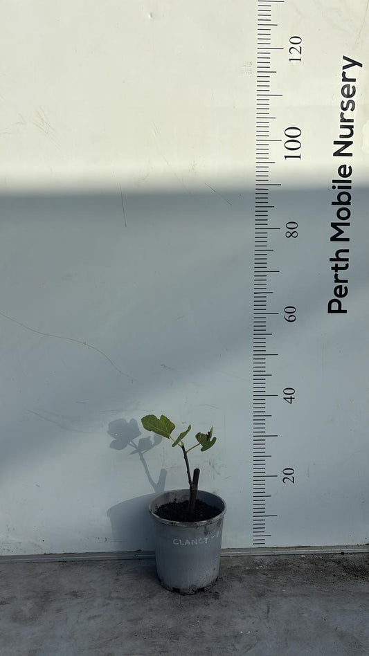 Fig Tree Clancy