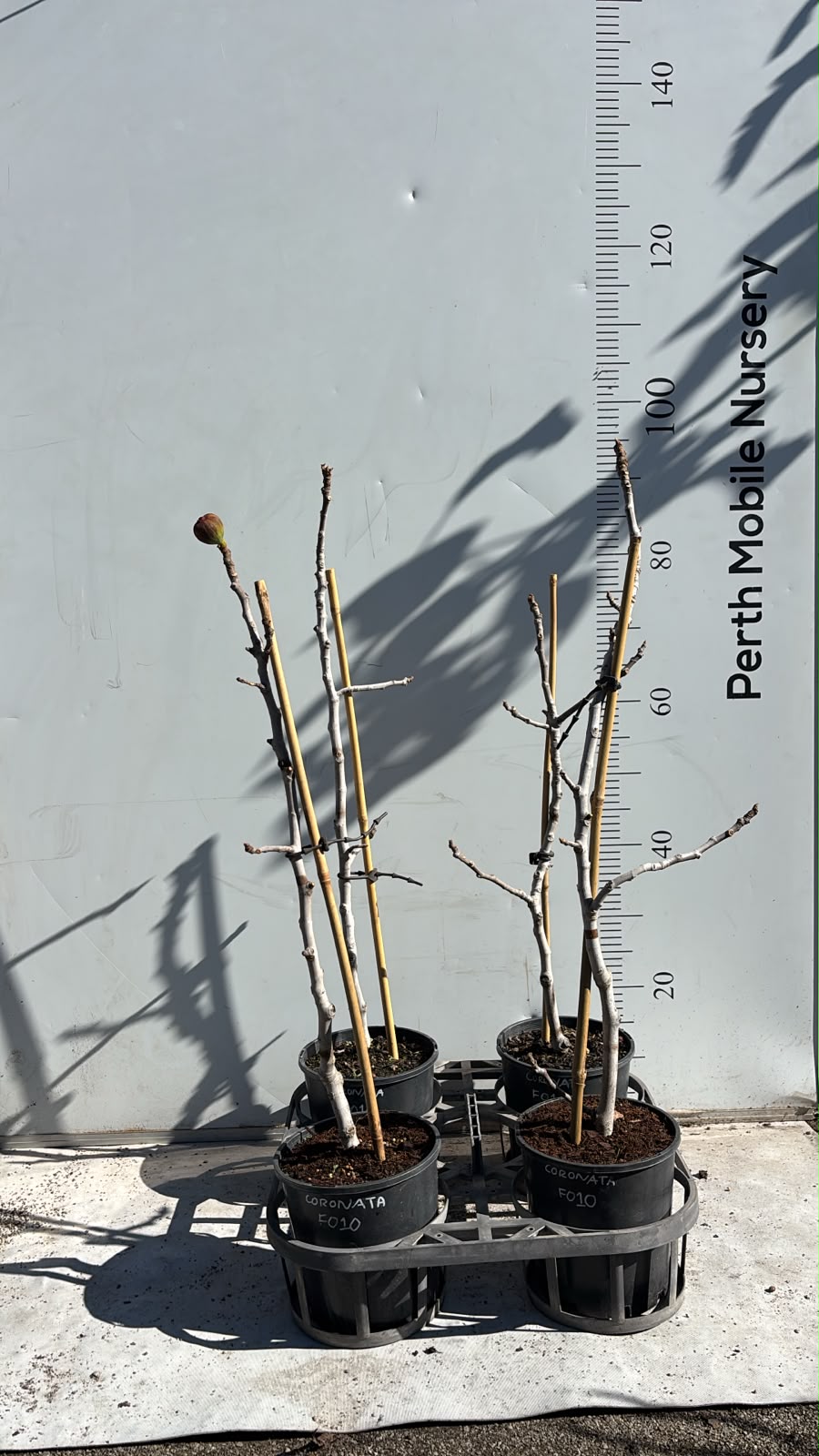 Fig Tree Black Coronata