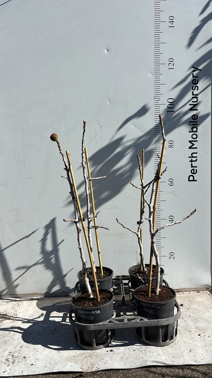 Fig Tree Black Coronata