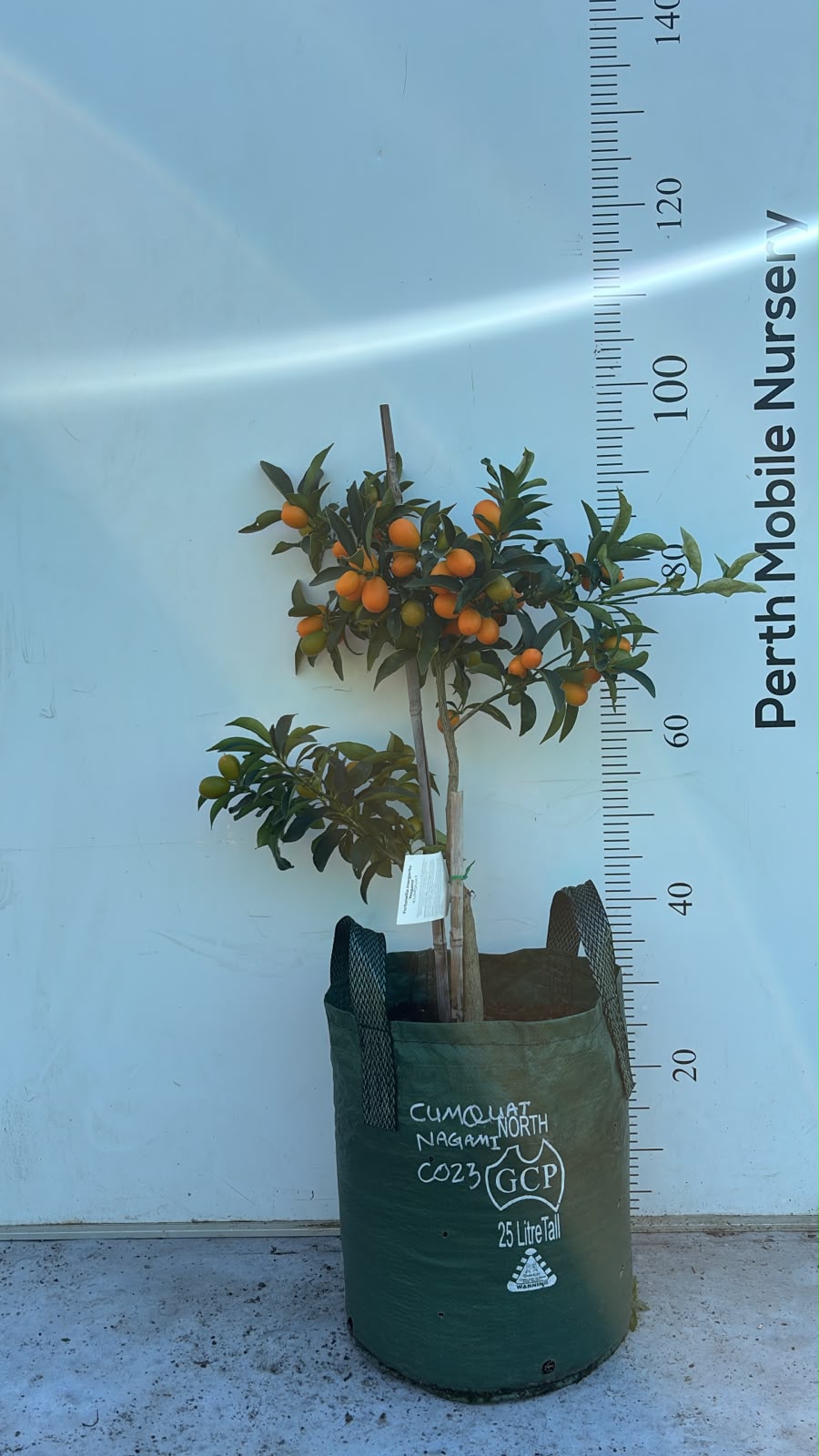 Fruit Tree Kumquat Cumquat Nagami