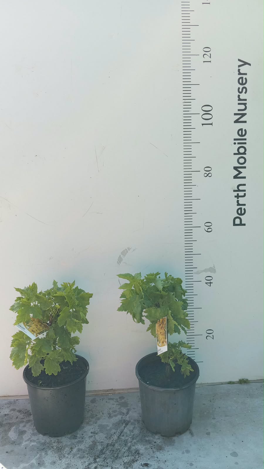 Grape Vines Fruiting