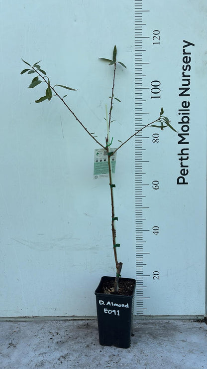 Dwarf Almond Tree