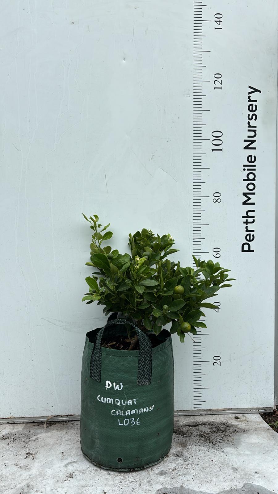 Calamansi Calamondin Fruit Tree