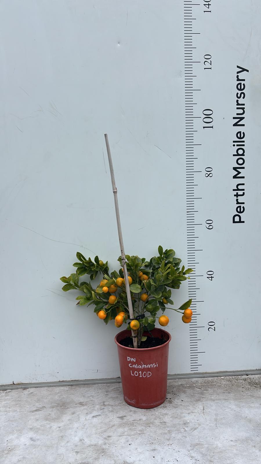 Calamansi Calamondin Fruit Tree