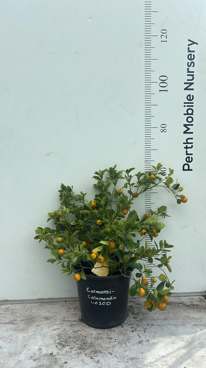 Calamansi Calamondin Fruit Tree