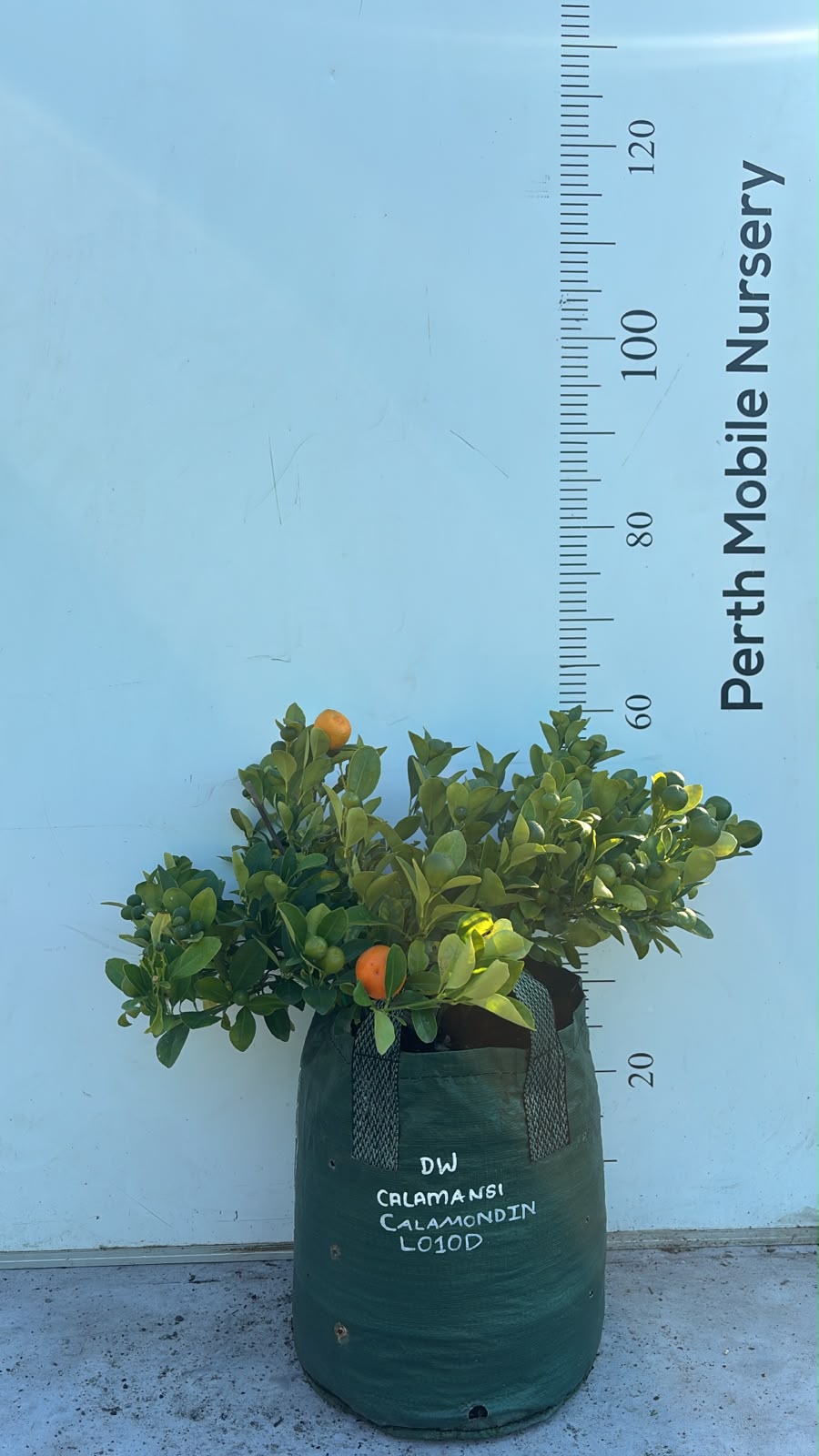 Calamansi Calamondin Fruit Tree
