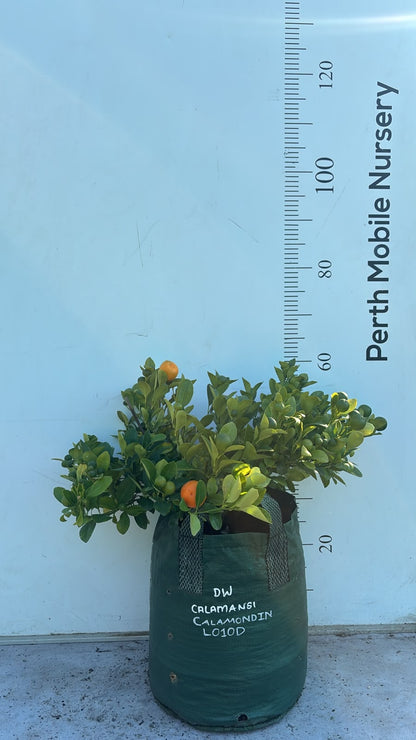 Calamansi Calamondin Fruit Tree