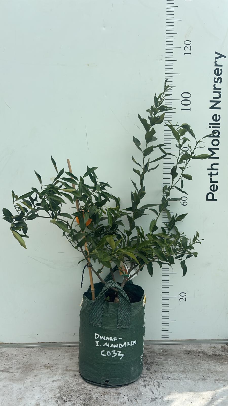 Imperial Mandarin Fruit Tree