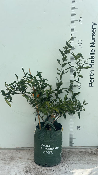 Imperial Mandarin Fruit Tree