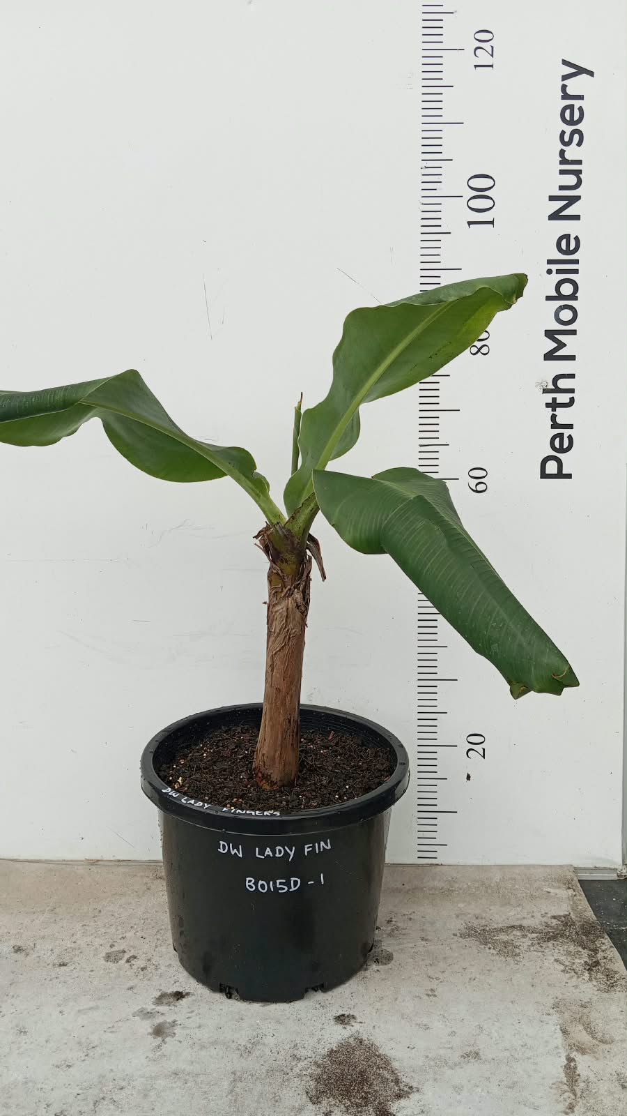 Lady Finger Banana Tree