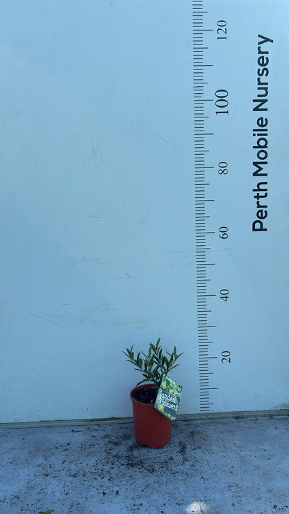 Dwarf Olive Tree