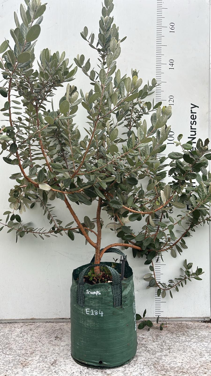 Fruit Tree Feijoa