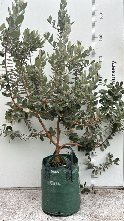 Fruit Tree Feijoa
