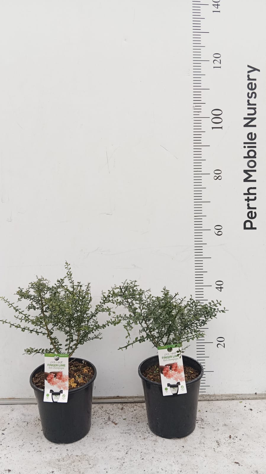 Finger Lime (Citrus australasica)