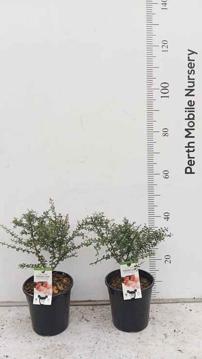 Finger Lime (Citrus australasica)