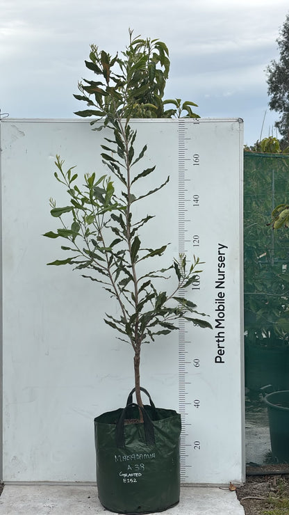 Macadamia Tree (Macadamia integrifolia)