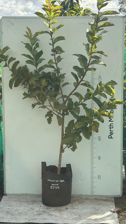 Hawaiian Pink Guava Fruit Tree
