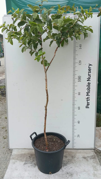 Hawaiian Pink Guava Fruit Tree