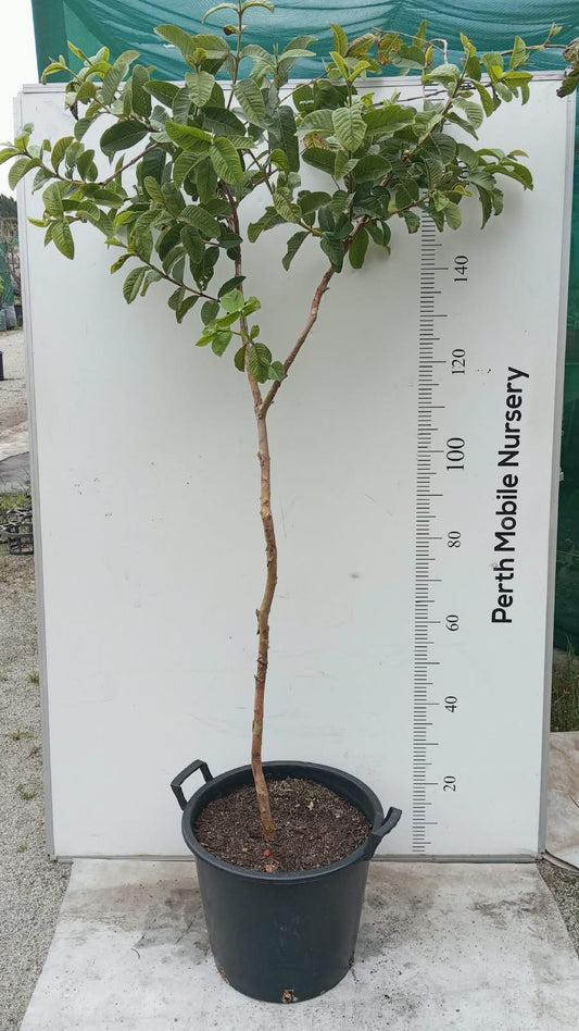 Hawaiian Pink Guava Fruit Tree