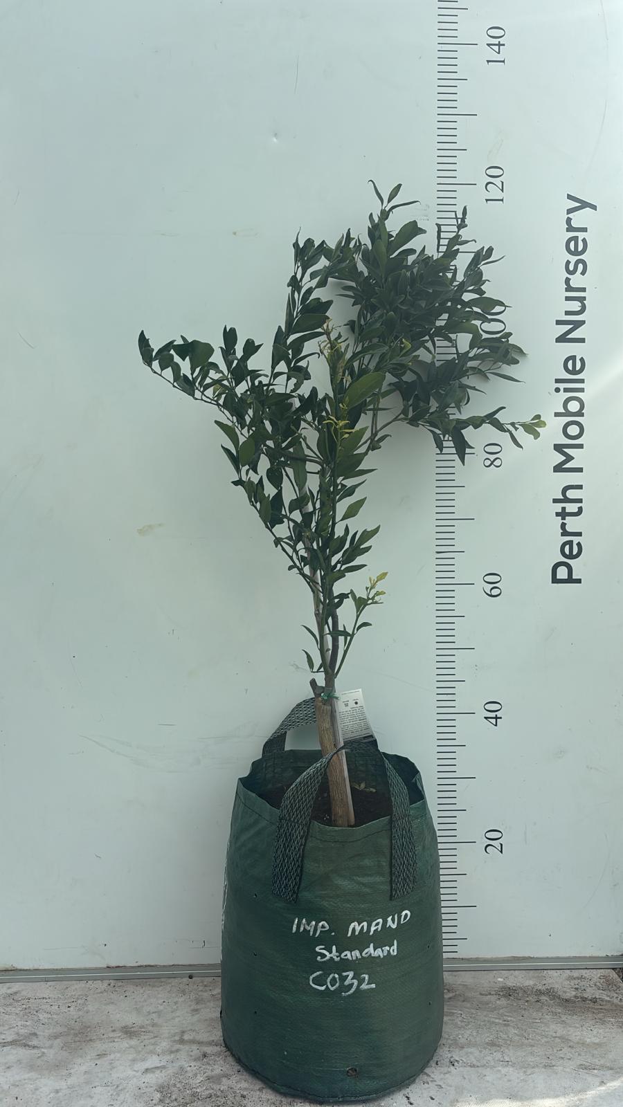 Imperial Mandarin Fruit Tree
