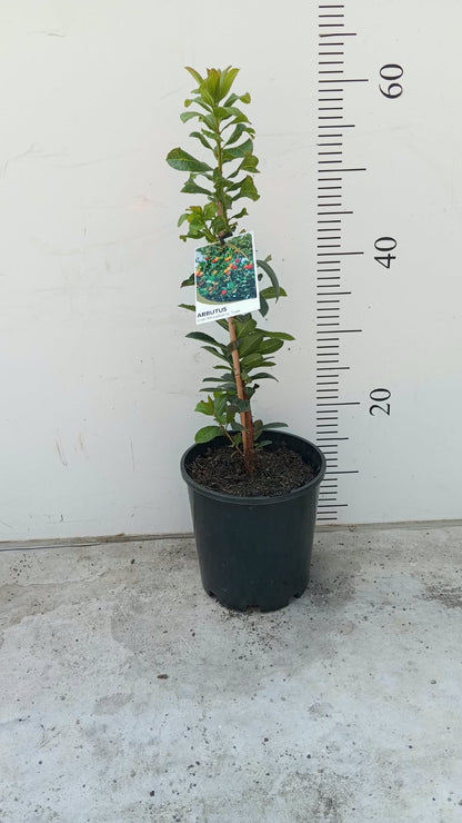 Irish Strawberry Fruit Tree