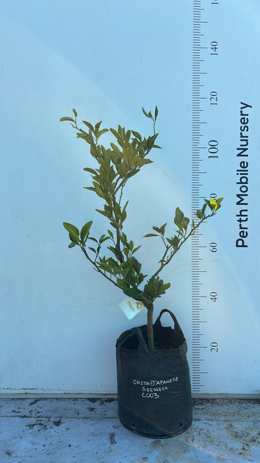 Semi Dwarf Okitsu Japanese Mandarin Fruit Tree