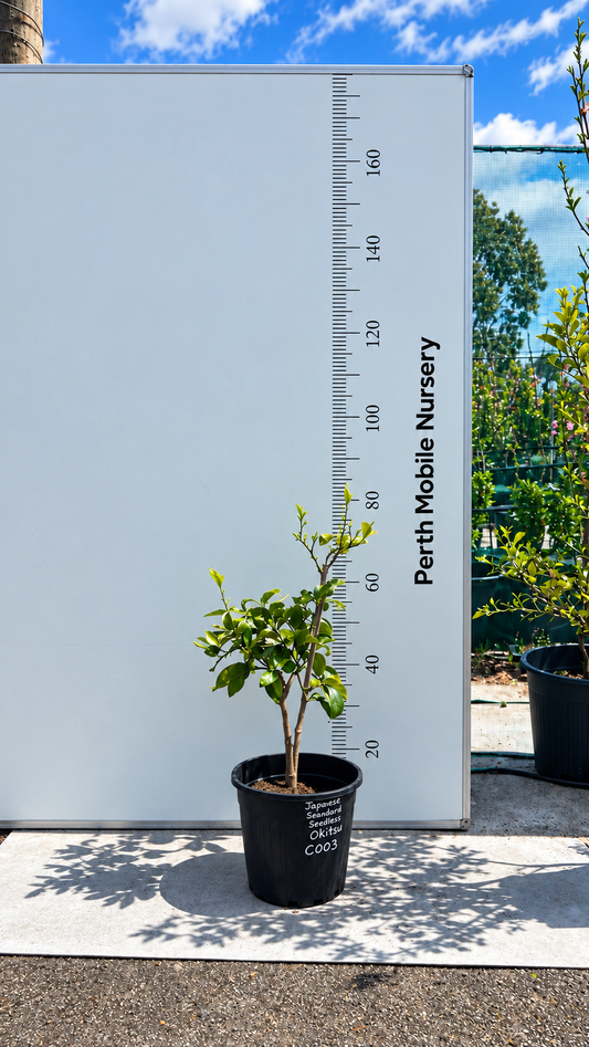 Semi Dwarf Okitsu Japanese Mandarin Fruit Tree