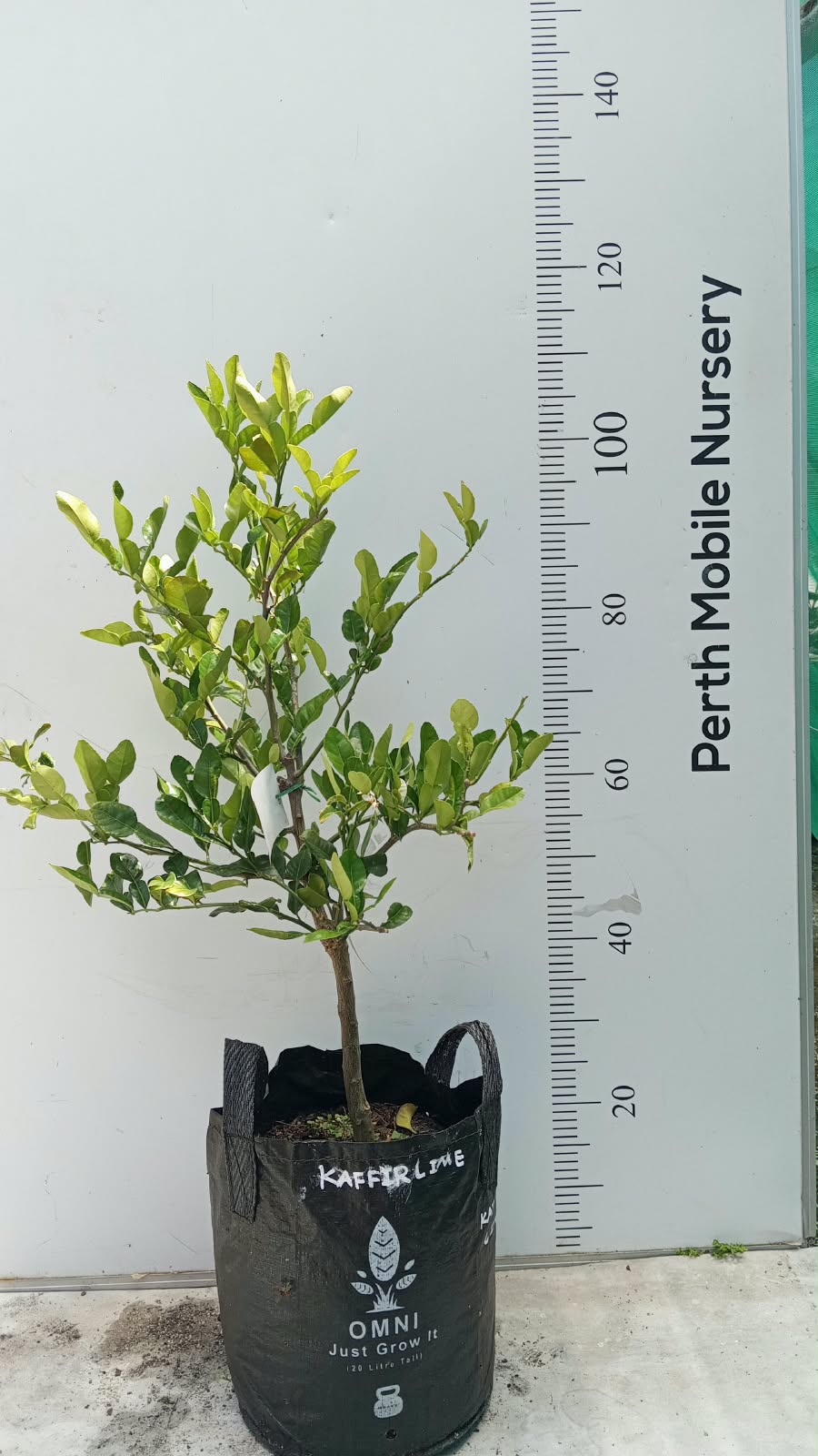 Kaffir Lime Tree