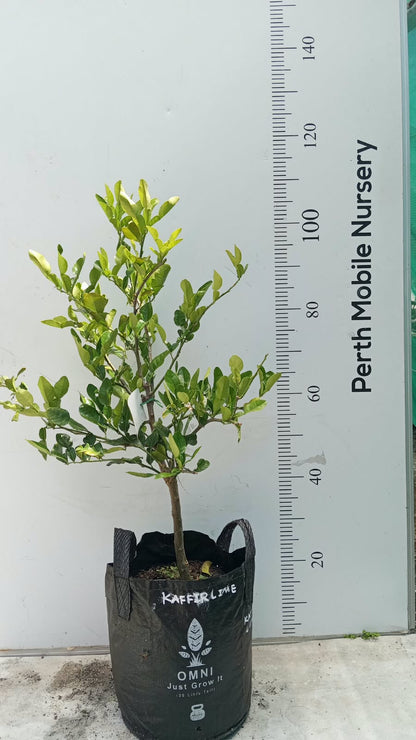 Kaffir Lime Tree