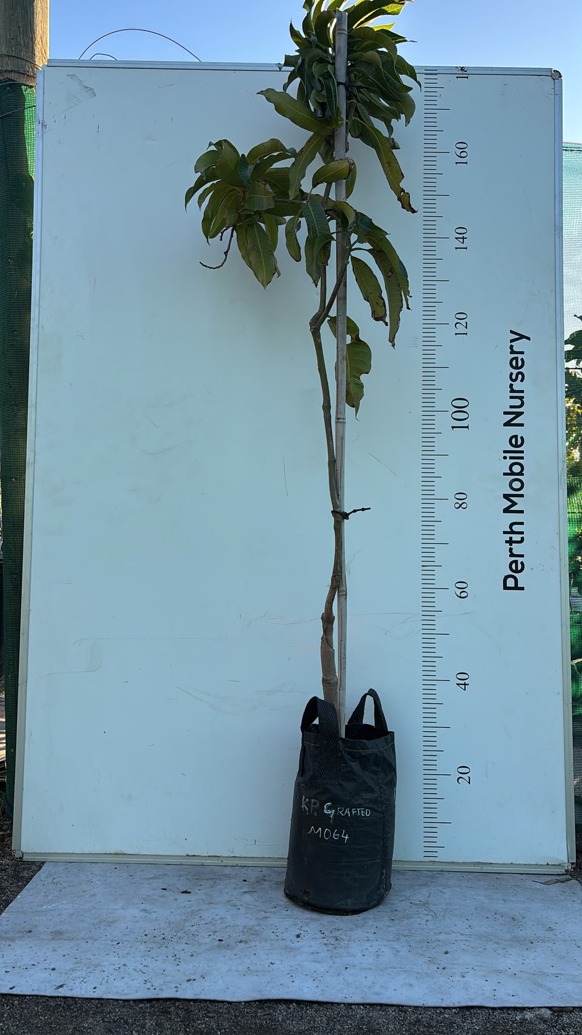 Kensington Pride Mango Tree