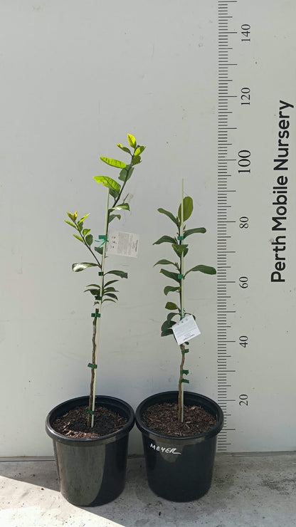 Citrus Fruit Tree Lemon Meyer
