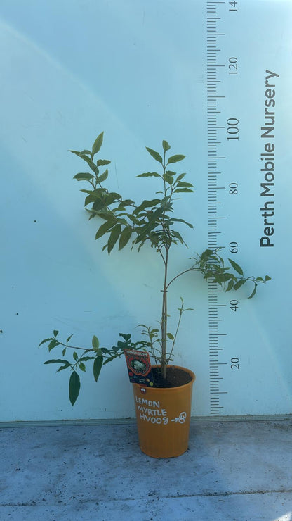 Lemon Myrtle Plant