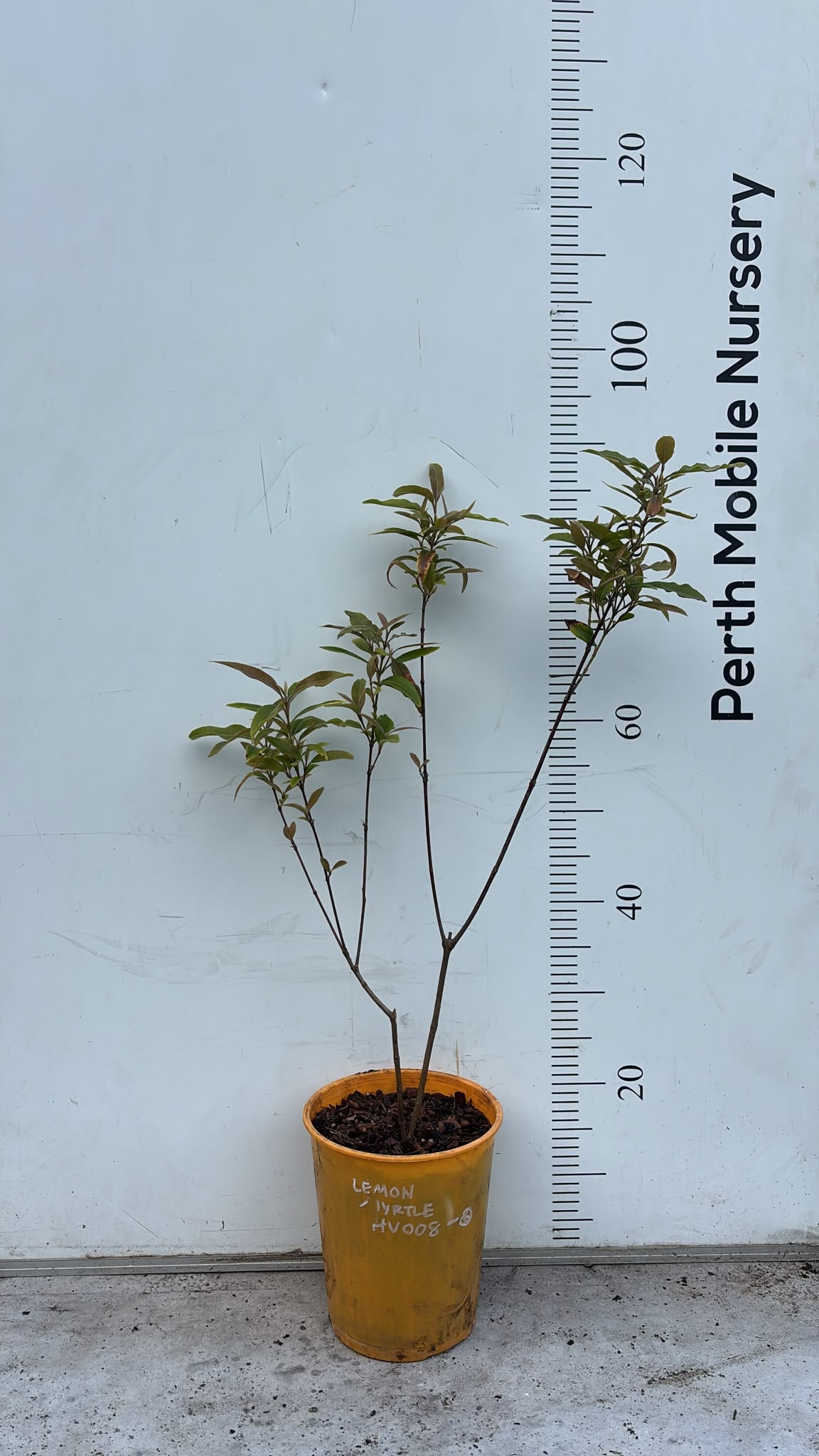 Lemon Myrtle (Backhousia citriodora) Plant