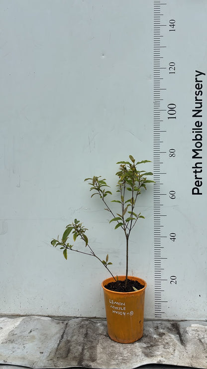 Lemon Myrtle (Backhousia citriodora) Plant