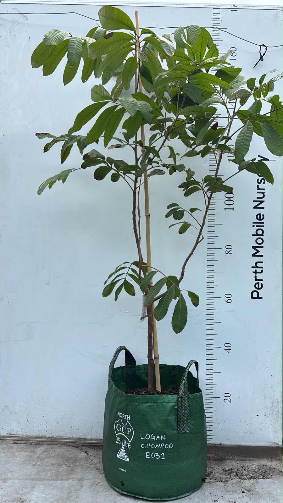 Longan Fruit Tree