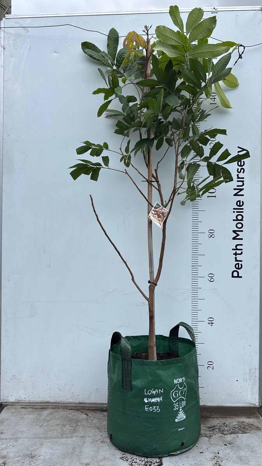Longan Fruit Tree