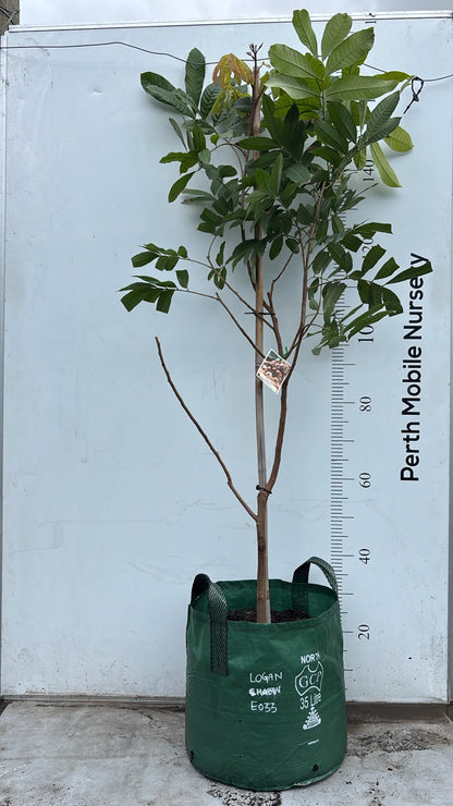 Longan Fruit Tree