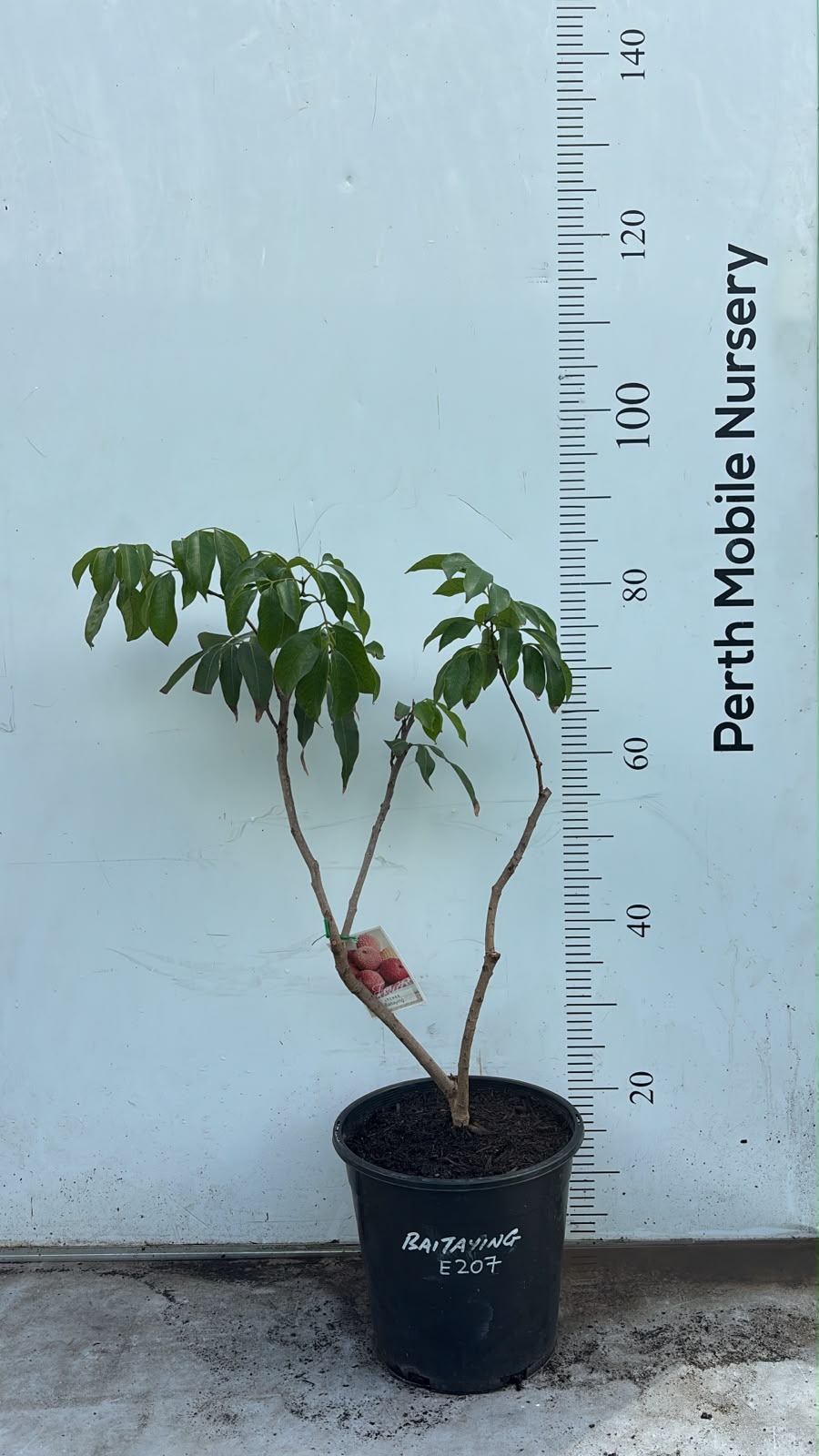 Lychee Fruit Tree