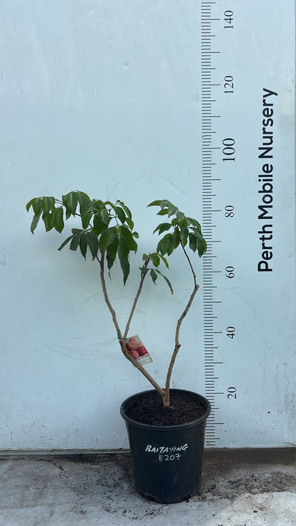 Lychee Fruit Tree