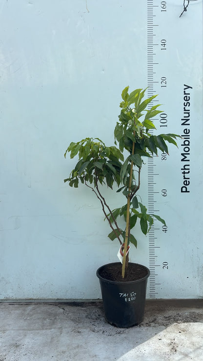 Lychee Fruit Tree