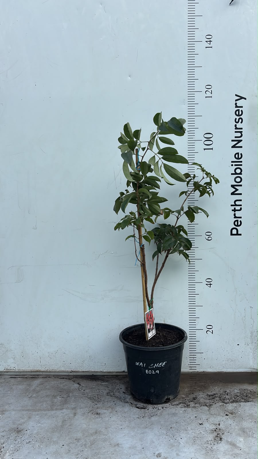 Lychee Fruit Tree