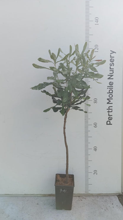 Macadamia Tree (Macadamia integrifolia)
