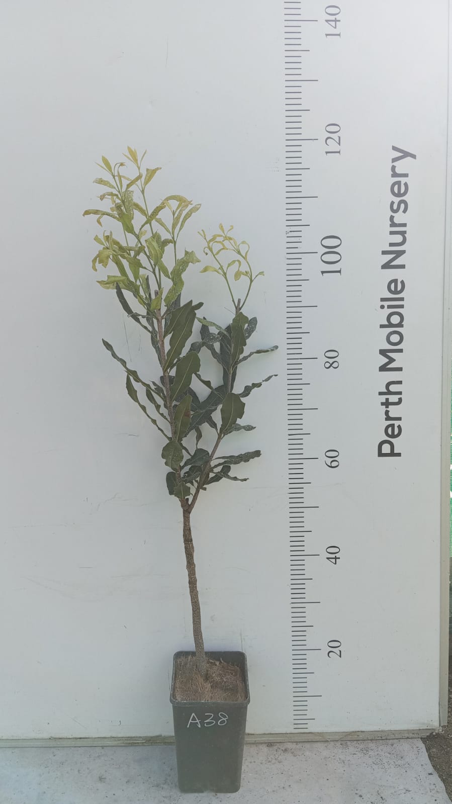 Macadamia Tree (Macadamia integrifolia)