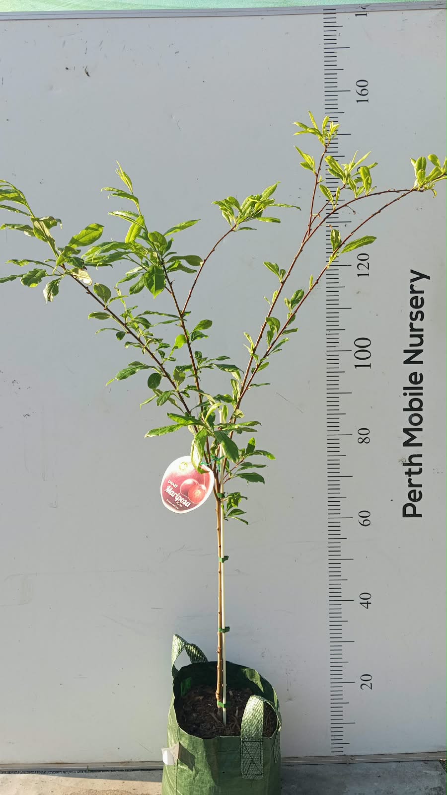 Dwarf Fruit Tree Plum Red Flesh