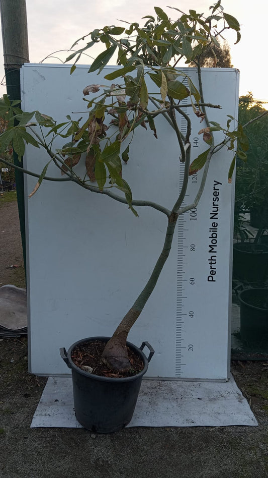 Pachira Aquatica (Money Tree)